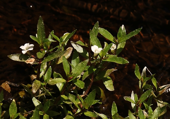 {Gratiola virginiana}